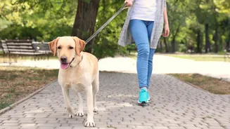 Walking your dog? Follow these etiquette tips