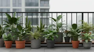 August's Heat-Humidity Balcony Test Puts Waterlogging-Resistant Plants In Focus