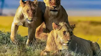 How Unhurried Safaris Make Wildlife Encounters Feel More Meaningful