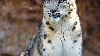 Inside Ladakh's Snow Leopard Safari: How local guides are involved in the snow-leopard safari