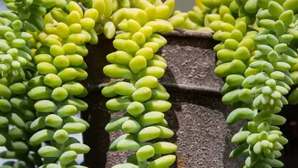 The Low-Water Gardening Shift Makes Choosing Plants For Future Water Use Worth Considering