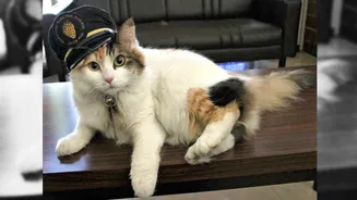 Nitama, Beloved Cat Train Stationmaster In Japan, Passes Away; Over 500 Fans Attend Funeral | Viral