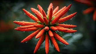 Flower Lovers Are Obsessed This Monsoon