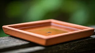 Pot Trays Have Entered Mosquito Planning