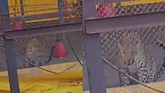 VIDEO: Leopard Enters Poultry Farm In Nashik's Igatpuri, Escapes After Finding No Chickens