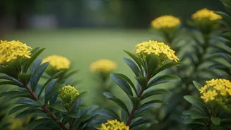 Flowering Plants Need A Monsoon-Ready Haircut