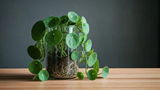 Aesthetic Workspaces Trend: Trailing Money Plants Inside Apothecary Jars
