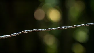 Madagascar Spider Silk: Stronger Than Steel!