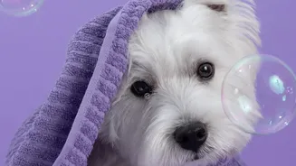 The Petcare Boom Is Bringing New Products And Services To More Indian Cities