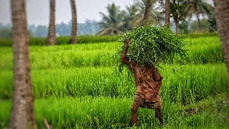 Record agri output in 2025 amid GST cuts, US tariffs; seed, pesticide bills eyed for 2026