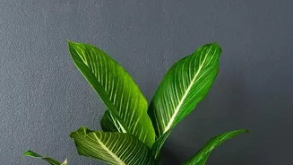 Simple Gardening Tips For Beginners Foolproof Indoor Houseplants That Thrive On Minimal Effort