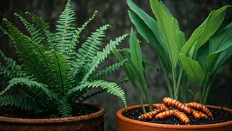 Ferns And Turmeric Thrive Effortlessly In Rainy Balcony Pots