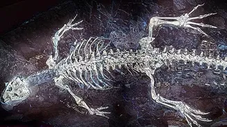 Cientistas revelam'primo fofo'do crocodilo com 125 milhões de anos