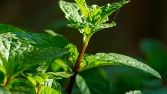 Fresh Mint And Coriander Can Be Part Of A Small Kitchen Garden With The Right Light And Care