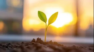 Gardening 101: How to fix sunburned leaves