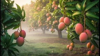A Good Mango Festival Goes Beyond Shopping and Selfies