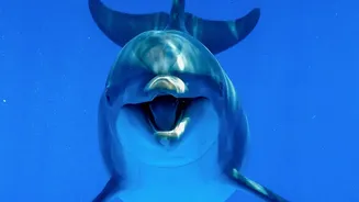 Ganga Dolphin Cruises Work Best with Naturalists Who Explain Behaviour and Threats