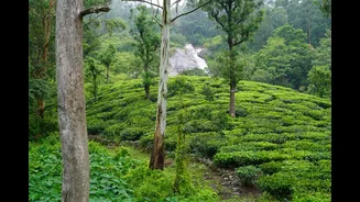 Tea tree just dethroned salicylic acid in India's monsoon skincare carts