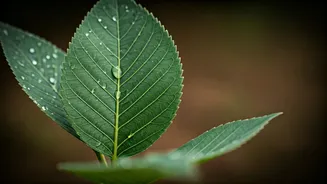 Monsoon Months Bring Food Discipline Back Home