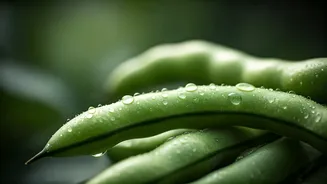 Gut Health Makes Fava Beans Feel Very Useful