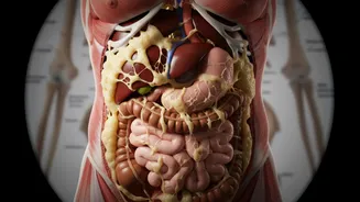 Eating Speed And Body Composition is back in research after links with BMI and visceral fat
