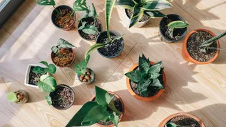 Houseplant swap: A fun way to grow your plant collection