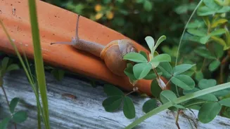 How snail watching can boost your mental health
