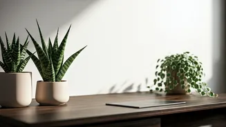 Transform Your Workspace: Top Desk Plants for Positivity and Productivity