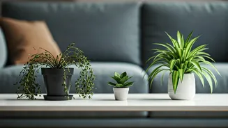 Pet Parents Are Rechecking Every Indoor Plant Now