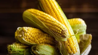 Bhutta Lovers Rejoice As Fresh Monsoon Corn Arrives Across Indian Cities