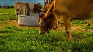 Why Controlling Cattle Grazing In Reserves Is Critical For Tiger Reintroduction Success
