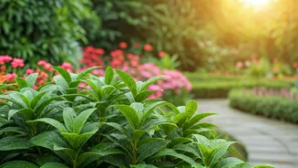 Garden Beauty Should Not Bring Mosquito Drama