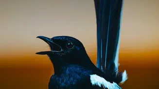 A Massive Dataset Shows Common Design Principles in Passerine Songs