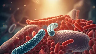 Better Gut, Better Everyday Living