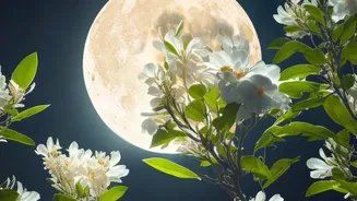 Harvest Moon Viewing Guide: What Time And Conditions Matter