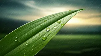 Don't Let Bad Food Choices Spoil Monsoon