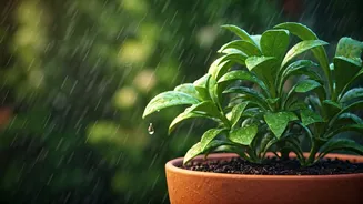 Summer Rain Turns Plant Care Into Strategy
