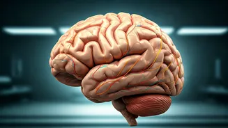 Brain's Control: Why Weight Loss is a Battle