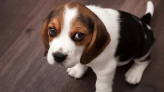 A Closed Door Can Make Floor Cleaning Safer for Animals