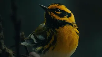 A New AI Framework Organises Birdsong Into Eight Recognisable Sound Types