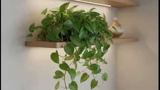 Keep Your Flat Green Even Without Much Sunshine