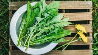 Why you must add dandelion greens to your daily diet