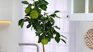Latest Update On The Basic Care Routine For Potted Lemon Plants