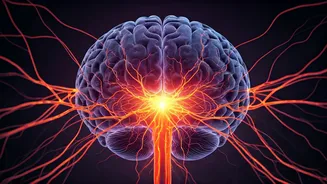 Why Does Your Body Send Pain To The Brain?