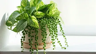 Low-Tantrum Trailing Plants Are The Summer Decor Winner