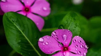 Rain-Loving Flowers Are Bringing New Life To Apartment Balcony Gardens