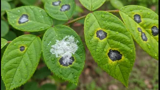 Powdery Patches, Black Spots And Yellowing Leaves Need Early Monsoon Attention
