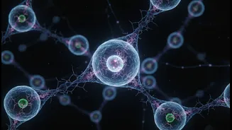 How semaglutide clinical data supports new theories on extending healthy human aging phases