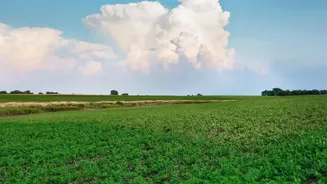 Record-Low Cotton Sowing: The Reason Punjab Crop Diversification Is Back in Focus