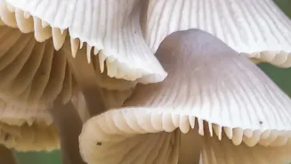 Why Coffee Waste Mushroom Farming Reduces Carbon Footprints In Cities